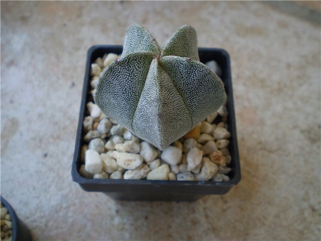 kaktus